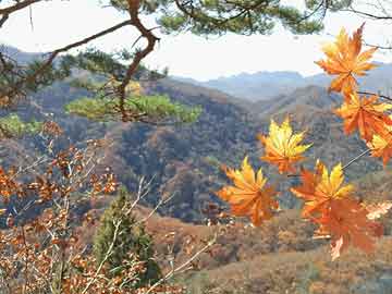 心跳骤停突发原因解析，预防与应对措施