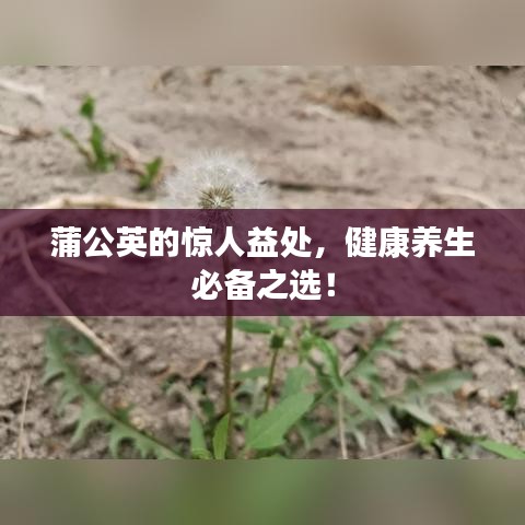 蒲公英的惊人益处，健康养生必备之选！