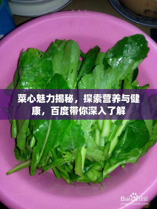 菜心魅力揭秘，探索营养与健康，百度带你深入了解