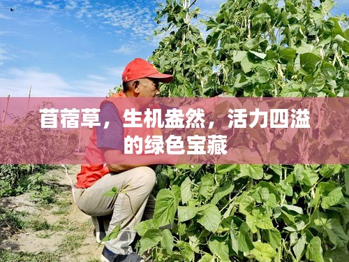 骨瘦如柴
