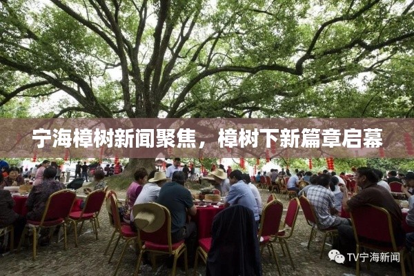 宁海樟树新闻聚焦，樟树下新篇章启幕