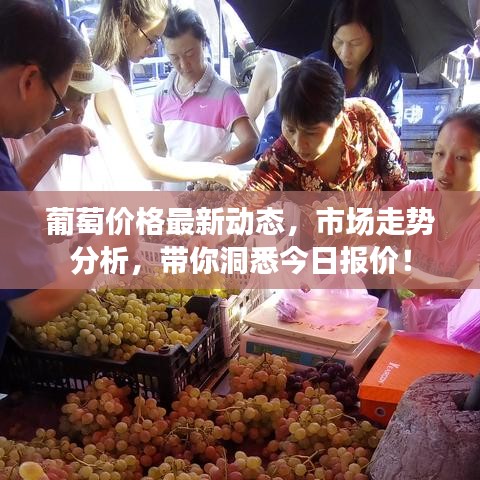 葡萄价格最新动态，市场走势分析，带你洞悉今日报价！