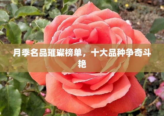 月季名品璀璨榜单，十大品种争奇斗艳