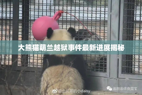 大熊猫萌兰越狱事件最新进展揭秘