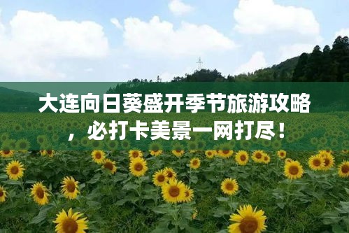 大连向日葵盛开季节旅游攻略，必打卡美景一网打尽！