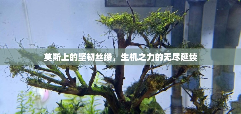 莫斯上的坚韧丝缕，生机之力的无尽延续