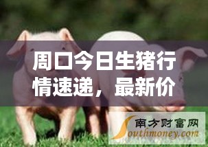 周口今日生猪行情速递，最新价格一览