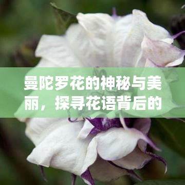 曼陀罗花的神秘与美丽，探寻花语背后的故事