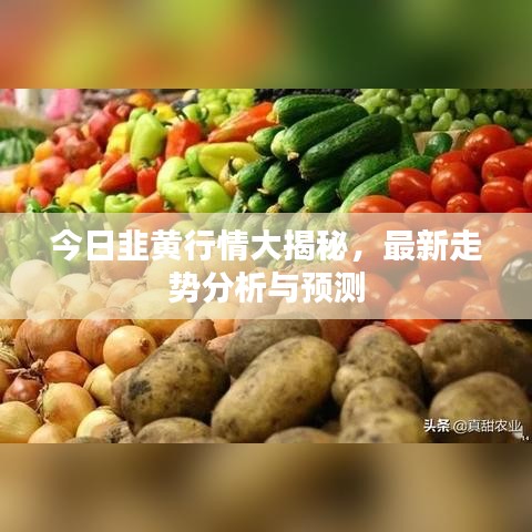 今日韭黄行情大揭秘，最新走势分析与预测